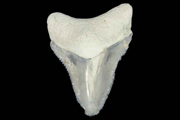Serrated, Fossil Megalodon Tooth - Florida #103355